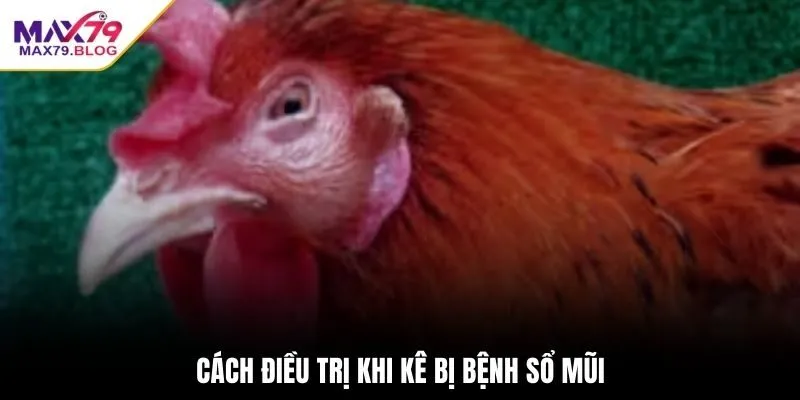 Cách điều trị khi kê bị bệnh sổ mũi