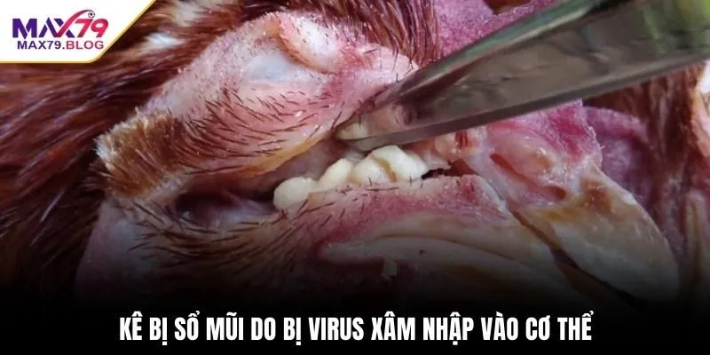 Kê bị sổ mũi do bị virus xâm nhập vào cơ thể